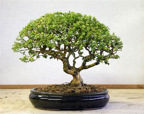 outdoor bonsai trees for beginners.